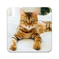 Miniatyrbilde 2 av 3: 2 ST Katt Bengal Coaster