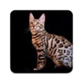Miniatyrbilde 1 av 3: 2 ST Katt Bengal Coaster