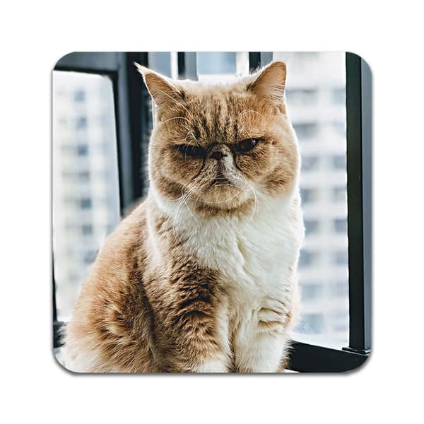 2 kpl  Exotic Shorthair Cat Lasinaluset