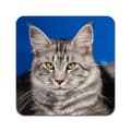 Miniatyrbilde 2 av 3: 2 ST Katt Maine Coon Coaster