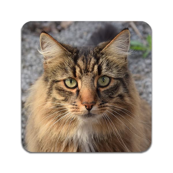2 kpl  Norwegian Forest Cat Lasinaluset