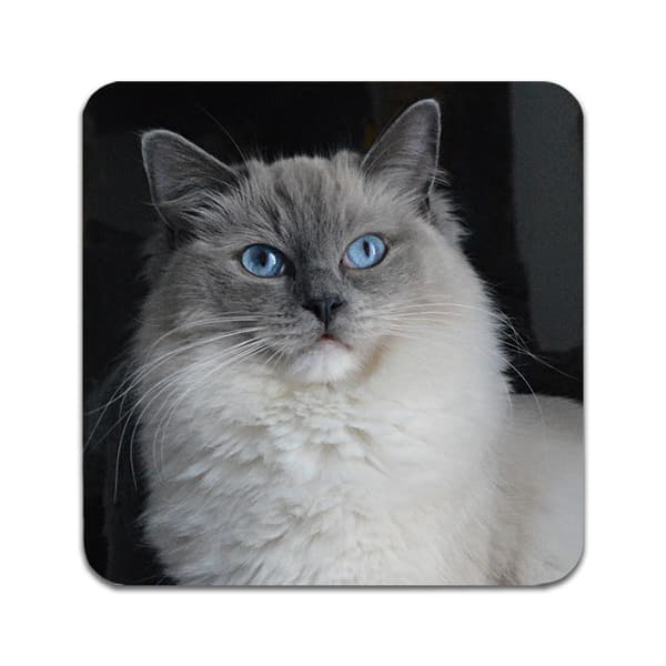 2 ST Katt Ragdoll Underlägg