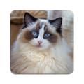 Miniatyrbild 1 av 3: 2 ST Katt Ragdoll Underlägg