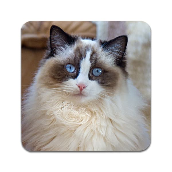 2 ST Katt Ragdoll Underlägg