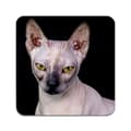 Pikkukuva 1 / 3: 2 kpl  Sphynx Cat Lasinaluset