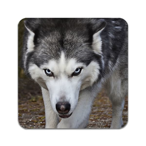 2 STK Wolf Coastere