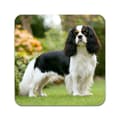 Miniatyrbild 3 av 5: 4 ST Hund Cavalier King Charles Spaniel Underlägg