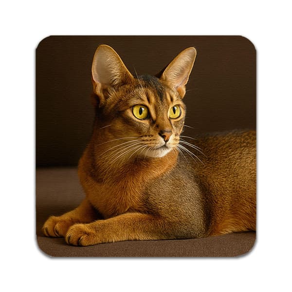 2 ST Abessinier Katt Underlägg