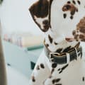 Miniatyrbilde 6 av 6: Hundehalsbånd Hunter Aalborg Svart (36-44 cm)