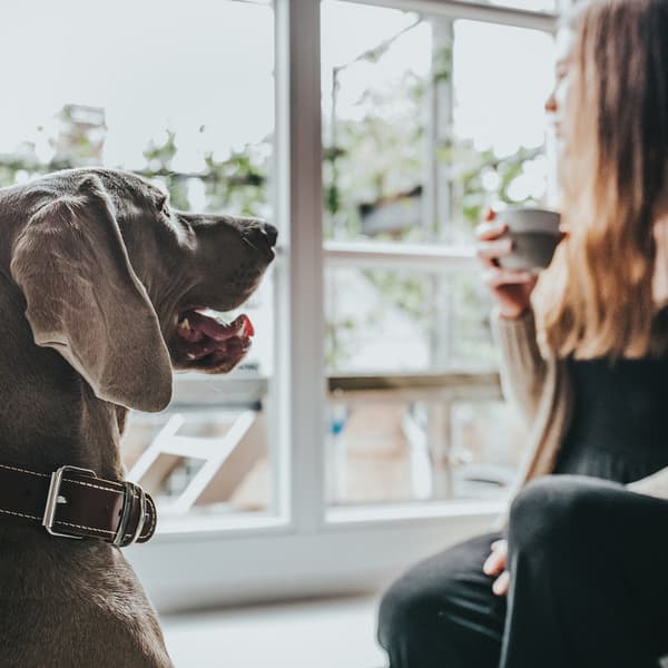 Hundehalsbånd Hunter Aalborg Cognac (24-30 cm)