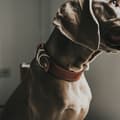 Miniatyrbilde 5 av 6: Hundehalsbånd Hunter Aalborg Cognac (20-24 cm)