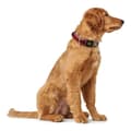 Miniatyrbilde 2 av 4: Hundehalsbånd Hunter Plus Tråd Rød Størrelse L (40-60 cm)