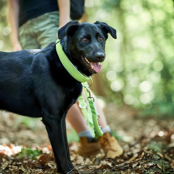 Hundehalsbånd Hunter Plus Tråd Størrelse XL Lime (45-70 cm)