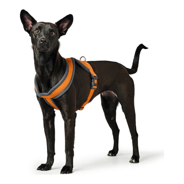 Hundesele Hunter London Comfort Oransje S/M 52-62 cm