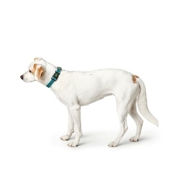 Hundehalsbånd Hunter Turkis 12