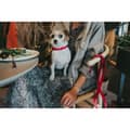 Miniatyrbild 2 av 4: Hundhalsband Hunter Convenience 53-61 cm L/XL Fuchsia