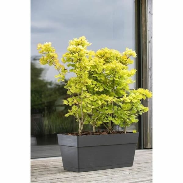 Urtepotte Deroma Mørkegrå 35 x 79 x 35 cm 75 L