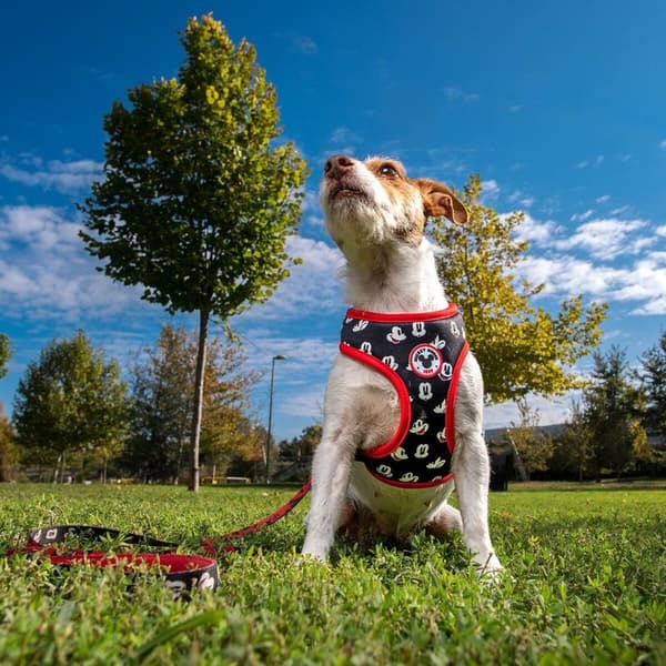 Hundesele Mickey Mouse XS/S