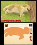 Miniatyrbild 5 av 11: 3DS-spel Nintendogs Golden Retriever + Cats