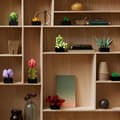Miniatyrbild 6 av 9: LEGO Icons - Suckulenter (10309) (10309)