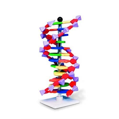 Molymod Modell av dubbelhelix DNA, 12 segment, miniDNA-kit - AMDNA060-12