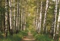 Miniatyrbild 2 av 2: Komar Photomurals Birch Sd301 368 x 254 cm