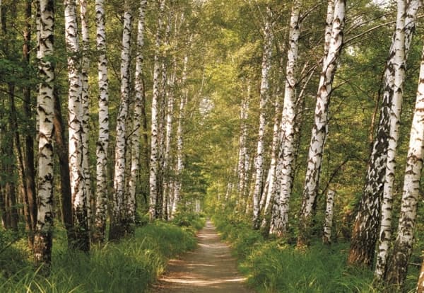 Komar Photomurals Birch Sd301 368 x 254 cm