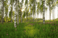 Miniatyrbild 1 av 2: Komar Photomurals Birch Sd301 368 x 254 cm