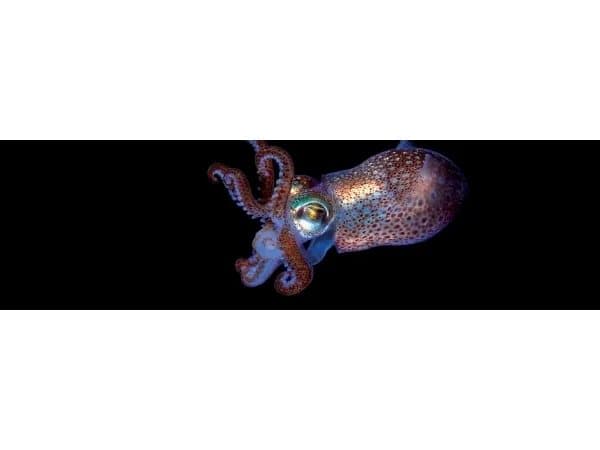 FINETEC® Premium iridescent watercolour pan | Blue