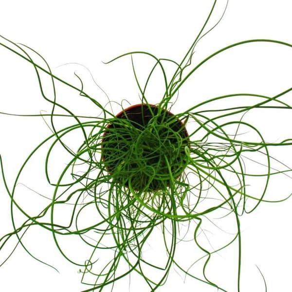 Kärlekscurl, Juncus effusus Spiralis, Korkskruvsköljning 12cm