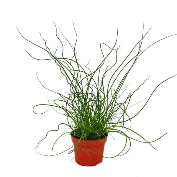 Kärlekscurl, Juncus effusus Spiralis, Korkskruvsköljning 12cm