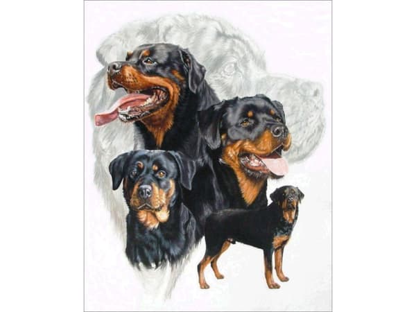 Diamantbroderi, Bild, Diamantmosaik Diamantmålning, HUND - ROTTWEILER 30x40cm