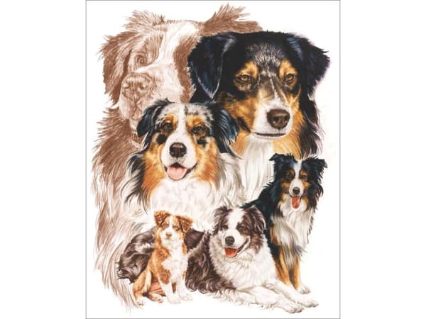 Diamantbroderi, Billede, Diamantmosaik Diamantmaleri, HUND - AUSTRALIAN SHEPHERD 30x40cm