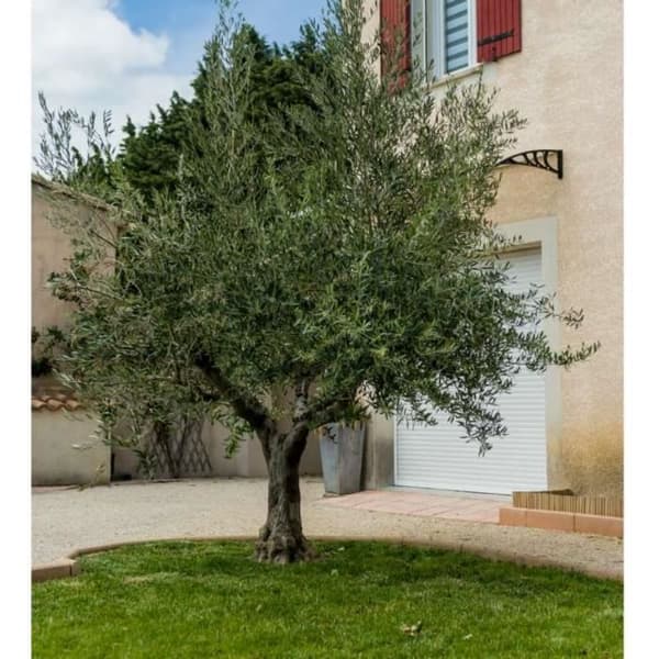 Olive-nät - Werkapro - 6x6m - Fina maskor - Lätt skörd - Hemma användning