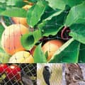 Miniatyrbild 4 av 4: 4*10m Skyddsnät PR vine Mesh Black Anti-bird skyddar grönsaksväxtfrukt - XY FR