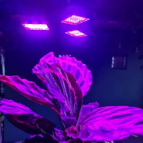 E27 Kasvien valaistus 108 LED