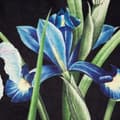 Miniatyrbillede 5 af 11: Færdiglavet gardin med øjer MAJA 140x250 Eurofirany sort blå med iris