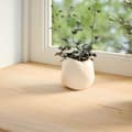 Miniatyrbilde 3 av 10: vidaXL Vinduskarmer 2 stk ubehandlet 120x25x2 cm heltre eik
