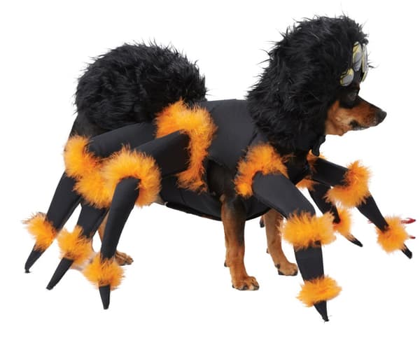 Edderkoppekostume til hunde