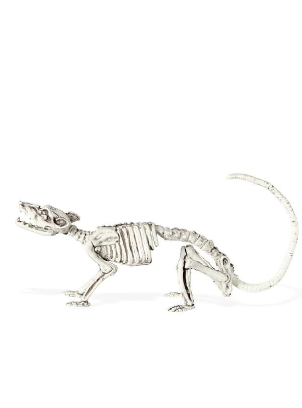 Museskelet