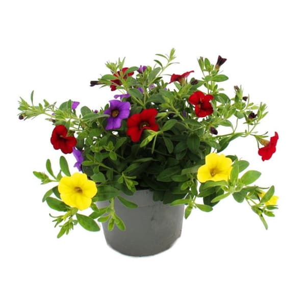 Magiska klockor - mini hängande petunia - Calibrachoa - 12 cm kruka - set med 3 plantor - färgglad (flerfärgad)