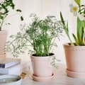 Miniatyrbillede 4 af 4: Helena Pot Quartz Rose, Ø 18cm - Bergs Potter