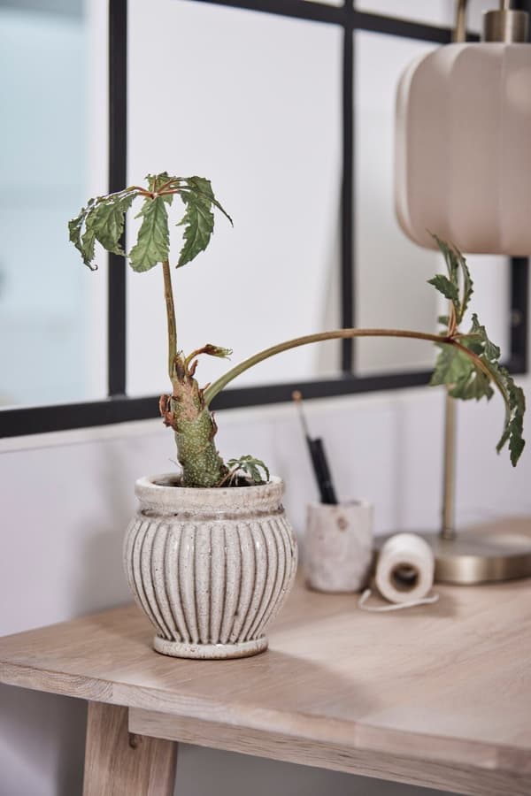 FURNLUX BURK ELLIA BEIGE 6CM