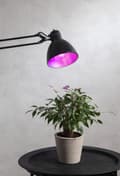 Miniatyrbild 2 av 5: LED-LAMPA E27 A60 PLANT LIGHT