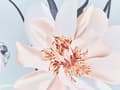 Miniatyrbillede 8 af 8: Udendørs Puder Lyserød Blå Polyester 40 x 60 cm Aflange Udendørspuder til Havemøbler Blomstermønster Vandtæt Design