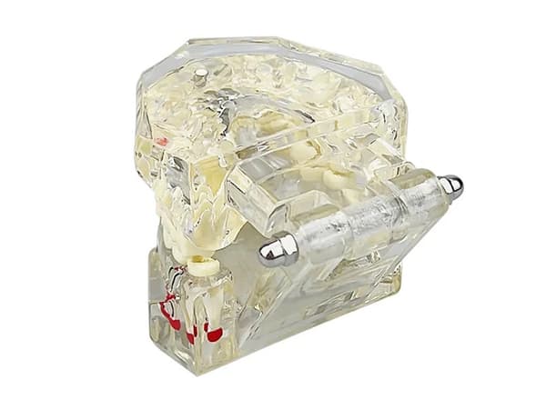 Anatomisk Tandmodell - Tandprotes