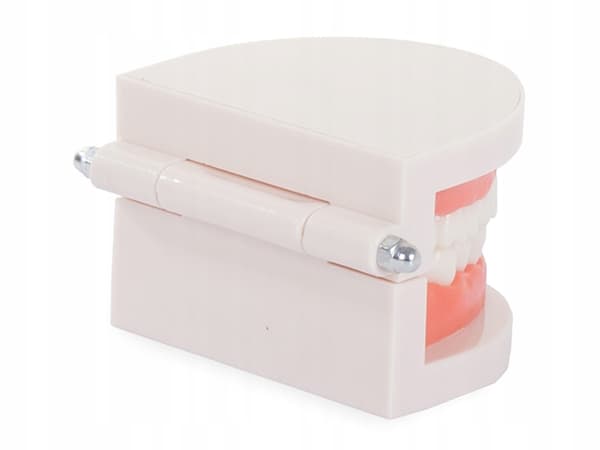 Anatomisk Tandmodel – Tandprotese