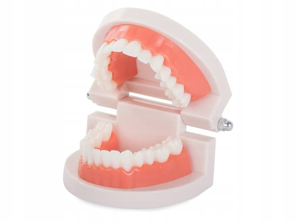 Anatomisk Tandmodel – Tandprotese