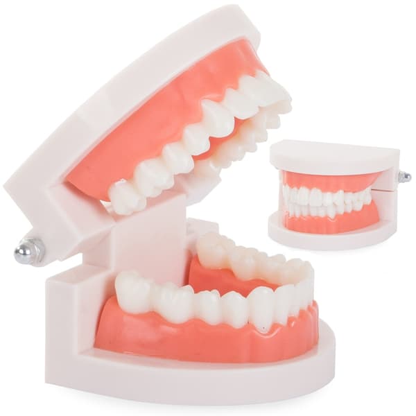 Anatomisk Tandmodel – Tandprotese