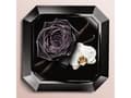 Miniatyrbild 5 av 5: Lancôme La Nuit Trésor 30ml, Kvinnor, 30 ml, Ros, Vanilj, Rökelse, Flaska